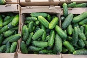 Новосибирские супермаркеты ввели лимит на продажу огурцов в одни руки