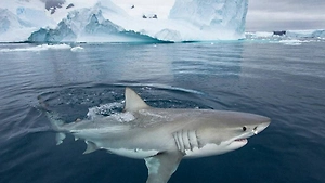 В ледяных водах Антарктики впервые заметили крупную акулу