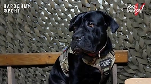 Хвостатый конвой: Собака Герда выбрала бойца СВО и теперь защищает его на передовой