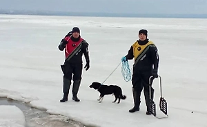 Спасатели сняли собаку с дрейфующей льдины в Таганрогском заливе