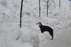 Пёс откопал мёртвую змею из сугроба в Химках