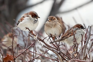 Воробьиный бум: Орнитолог объяснил, почему 44 млн птиц — это повод для гордости, а не для паники