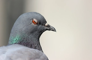 На Украине пенсионерка заказала киллера для соседа, потому что он мешал кормить голубей
