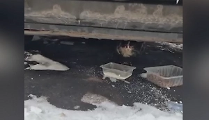 В московском районе Перово массово погибли кошки — жители подозревают отравление