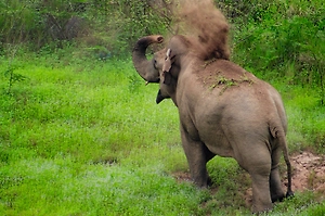Дикий слон напал на российских туристов на Шри-Ланке