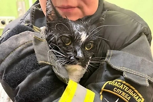 Застрявшего в стиральной машинке в Москве кота достали невредимым и чистым