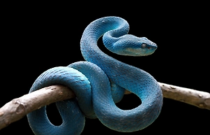 В Москве ядовитая домашняя змея укусила 16-летнюю девушку