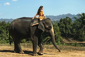 Слон «слепнет» без усиков: Учёные выяснили, почему волоски на хоботе важнее, чем кажется