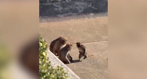 Сиротка-Панч из зоопарка Итикавы встал в полный рост и впервые дал отпор обидчикам