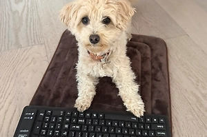 Программист из США научил собаку вайб-кодить игры