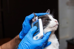 США в четыре раза увеличили закупки медицинских и ветеринарных приборов в России