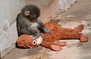 IKEA наварилась на продаже «обезьяних игрушек» после видео с сиротой Панчем из Японии