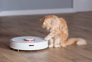 Униженное самолюбие не грозит: Ветеринар назвал главный плюс стерилизации животных