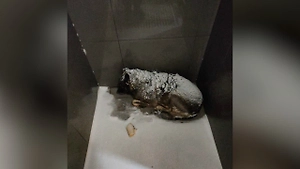 Основатель «Додо Пиццы» взял ответственность за судьбу собаки Додобони после скандала