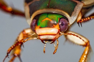 Негостеприимный тропический жук отправил туристку из России в больницу на Бали