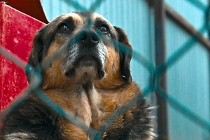 Десятки мёртвых и истощённых собак нашли в одном из приютов Ленобласти