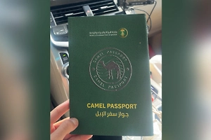 В Саудовской Аравии верблюдам начали выдавать официальные паспорта