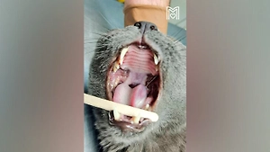 В Москве ветеринары достали иглу длиной 10 см из пасти девятилетнего кота Барсика 