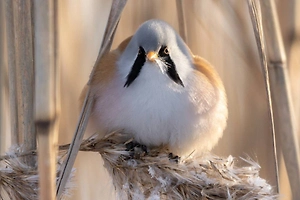 В Петербург прилетела усатая синица, которая не усатая и не синица