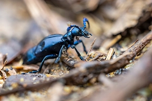 Курортный кошмар: Россиян во Вьетнаме искусали ядовитые летающие жуки