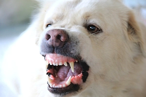 Война сделала их другими: Как бывшие домашние собаки выживают у линии фронта